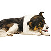 Purina - Dentalife Chews daily oral care dog treats - 2