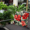 Floral indoor/outdoor decorative cushion, 17"x17" - 2