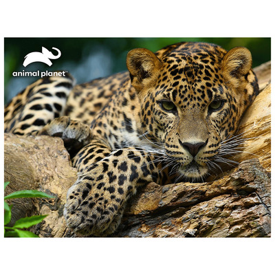 Animal Panet - Casse-tête Prime 3D - Jaguar, 500 mcx