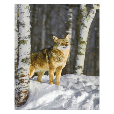 Hyper realistic printed throw - Coyote, 50"x60"