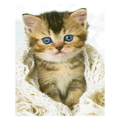 Hyper realistic printed throw - Kitten, 50"x60"