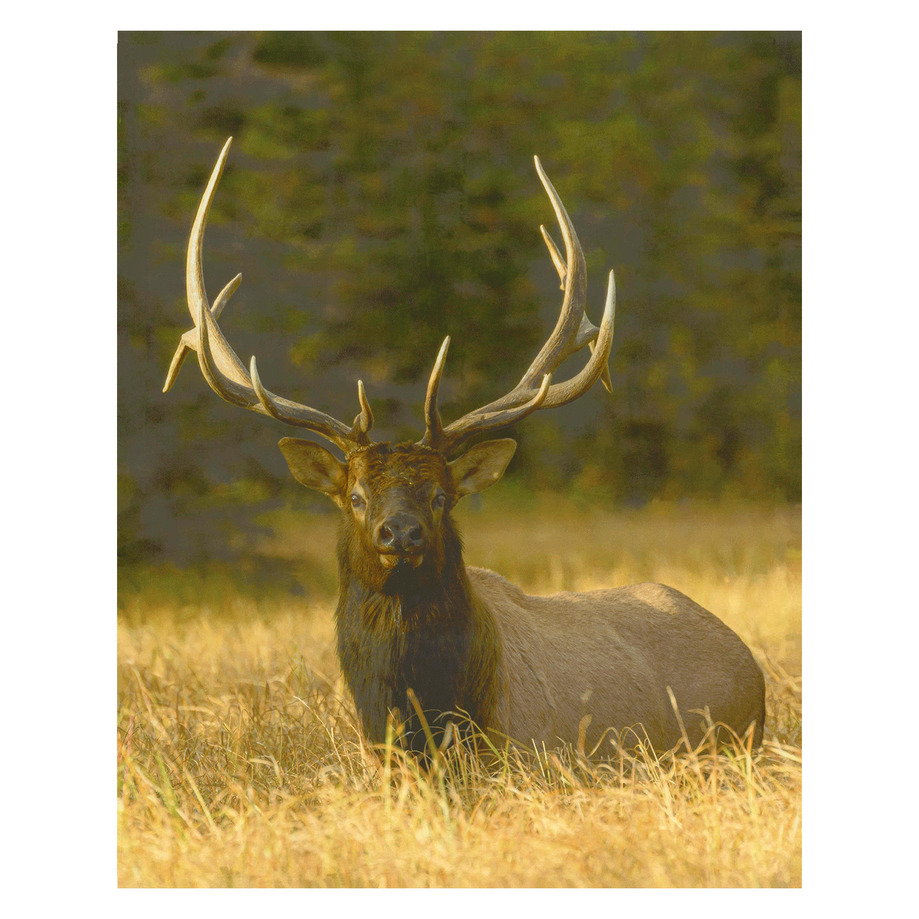 Hyper realistic printed throw - Reindeer, 50"x60"
