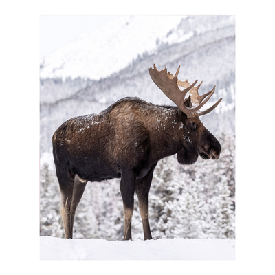 Printed micro mink throw, 48"x60" - Majestic moose